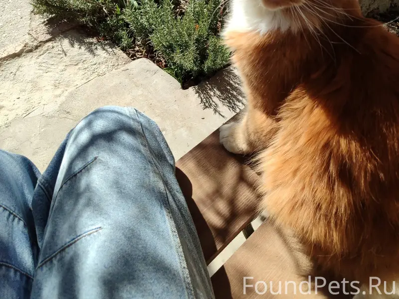 Пропал кот. Но не надежда его....