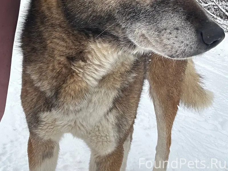 Добрый день! прибилась собака ...