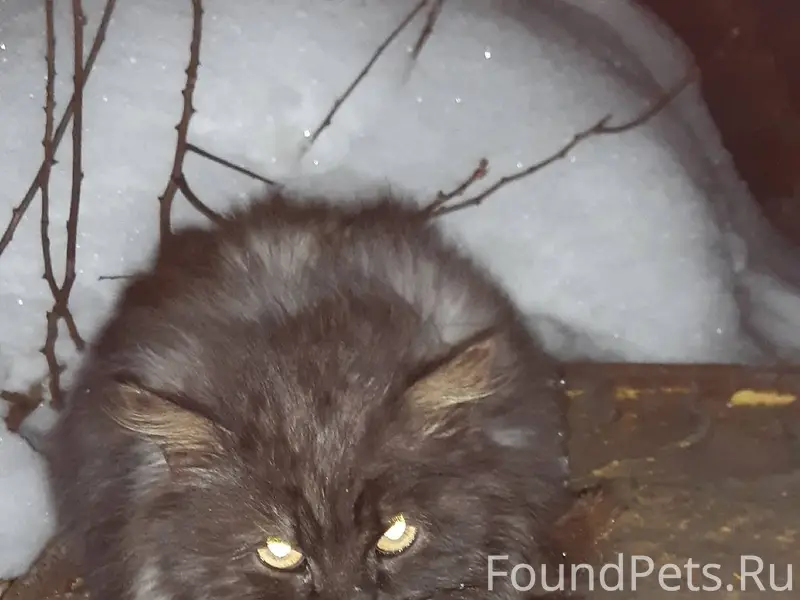 Выбросили шикарного кота,сидит...