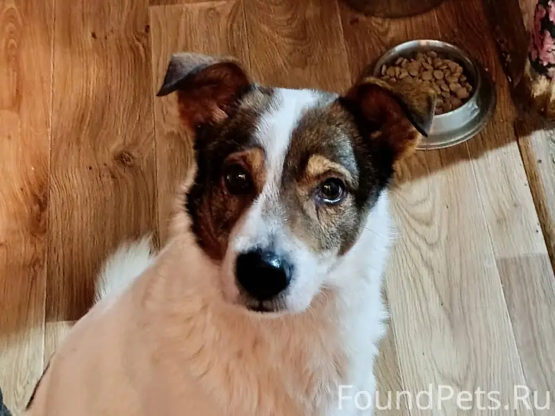 Найден пёс,чей потеряшка? Хозя...