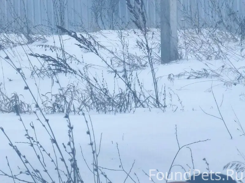 В Алексеевке у остановки бегае...