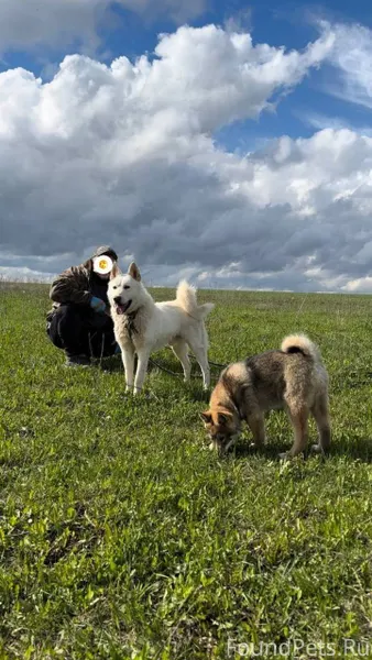Пропали 2 западносибирские лай...