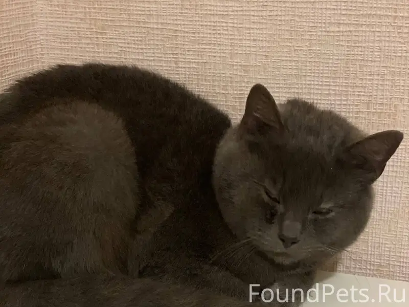 Найден кот, срочно ищем хозяев...