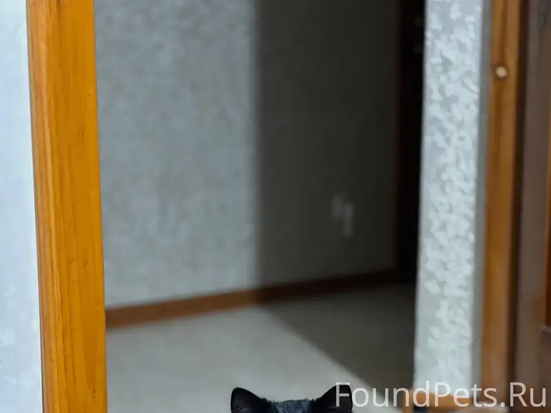 Бахчисарай! Пропал кот! 28.12....