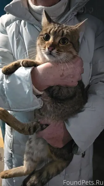 29 декабря был найден кот. Ухо...