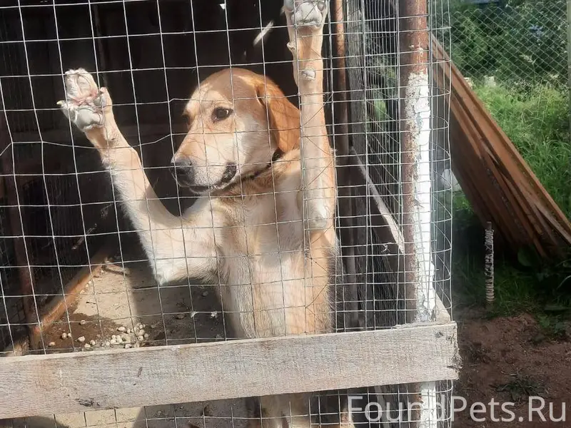 Добрый вечер! Пропала собака г...