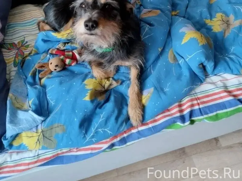 Потерялась собака.В районе 3 м...