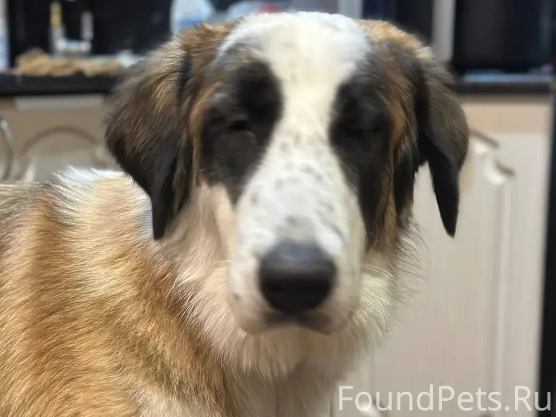 Аня Морозова Пропала собака Ла...