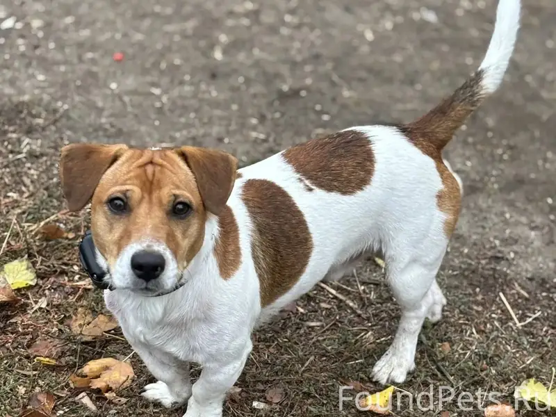 Друзья помогите найти, убежал ...