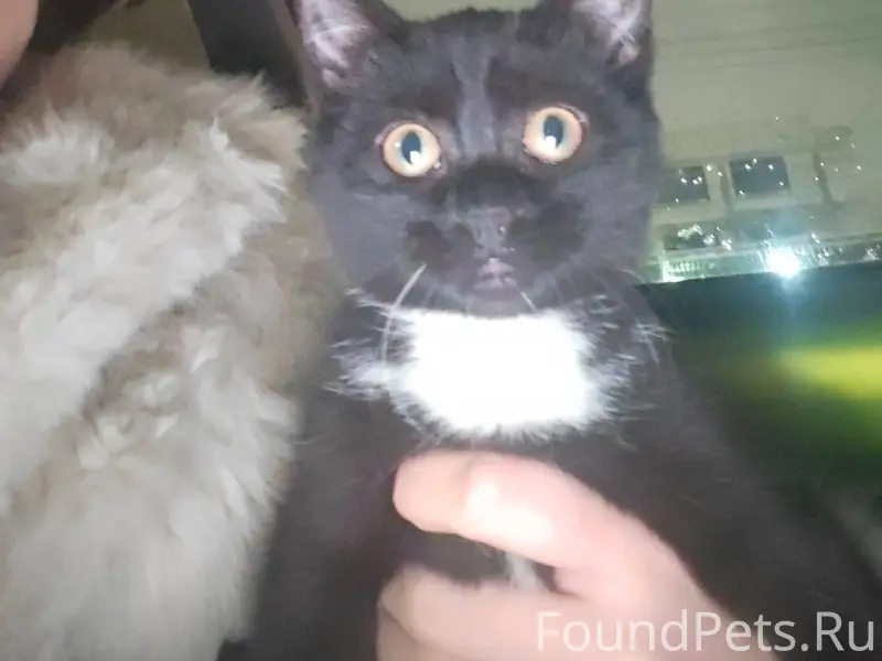⚡⚡⚡⚡⚡Найден котёнок, девочка, ...