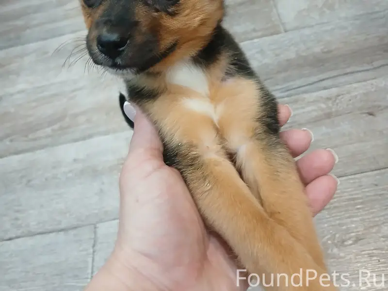 Найден щенок девочка! Замерзал...