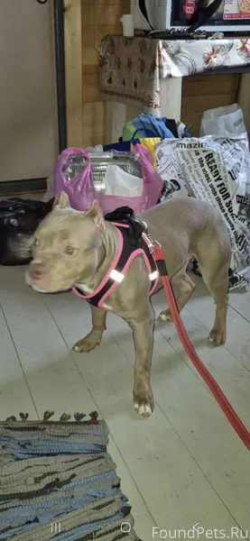 Нашедшему вознаграждение 50 00...