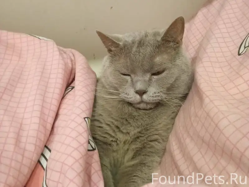 Пропал кот, по ул. Свердлова д...