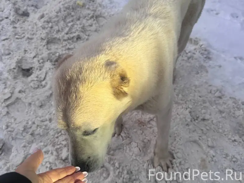 Найдена собака, алабай МО, Ист...