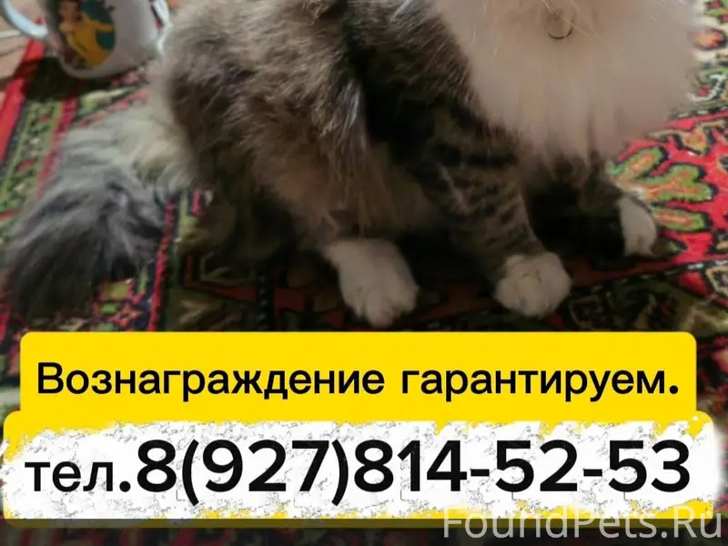 🆘🆘🆘 Пропала кошка в районе пер...