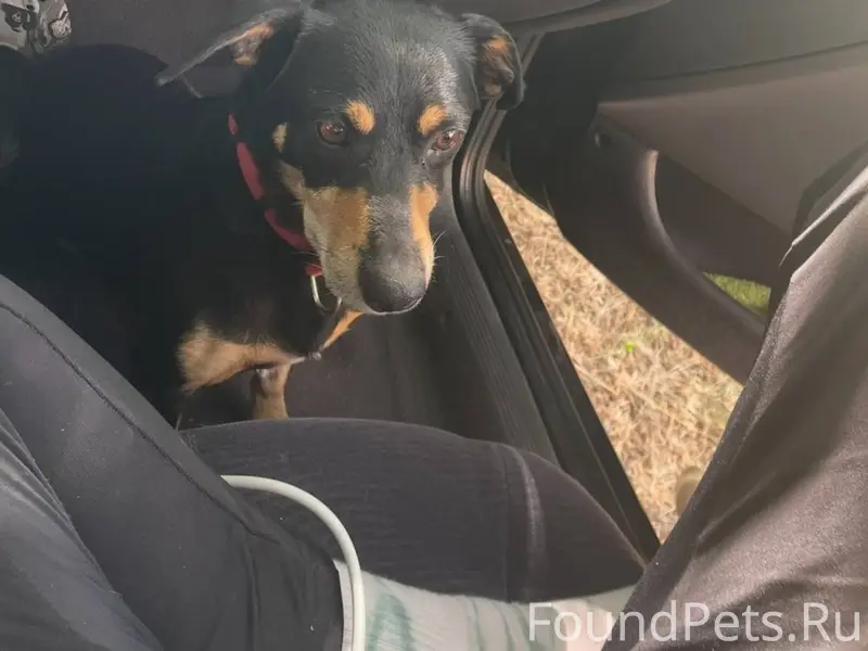 ‼️Пропал пёс,зовут цезарь был ...