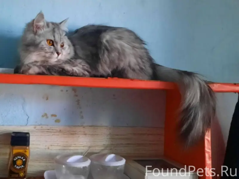 #plants_animals@bonus_shrpv Пр...