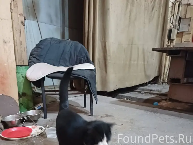 Найден кот в районе ДСК Вероят...