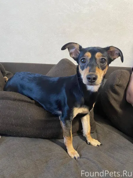 Пропала собака в поселке «Ключ...