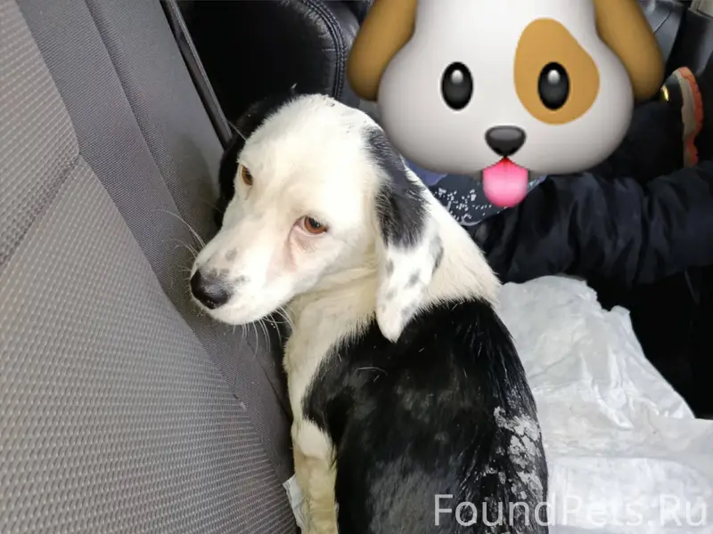 На наших глазах сбили собаку, ...