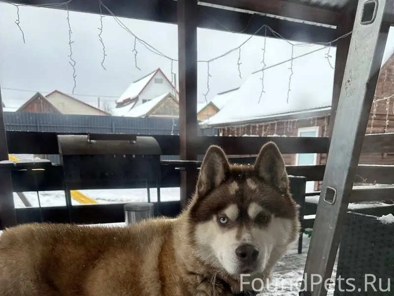 ‼️Абдулино ‼️ Пропала собака, ...