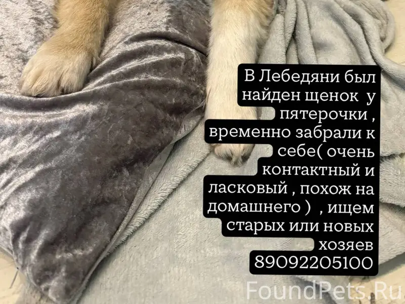 Был найден щенок ( мальчик ) ,...