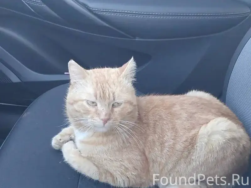 Пропал кот, улица Сельхозтехни...