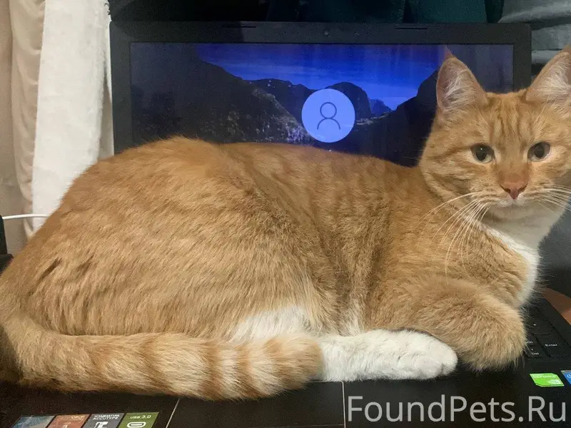 Пропал кот, на острове. Абрамо...