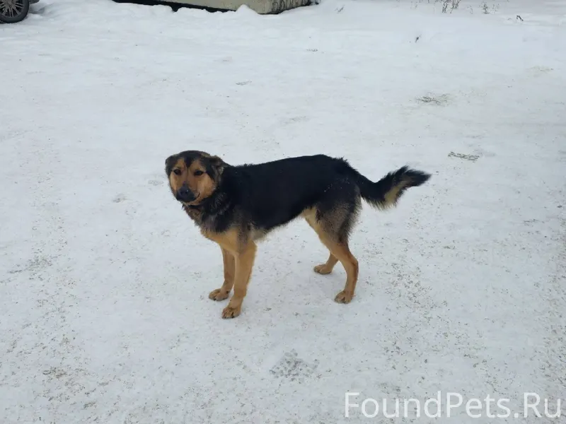 Возле Маяка бегает собака, ухо...