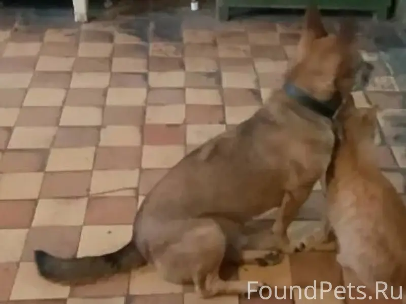 Вчера пропал пес, среднего раз...