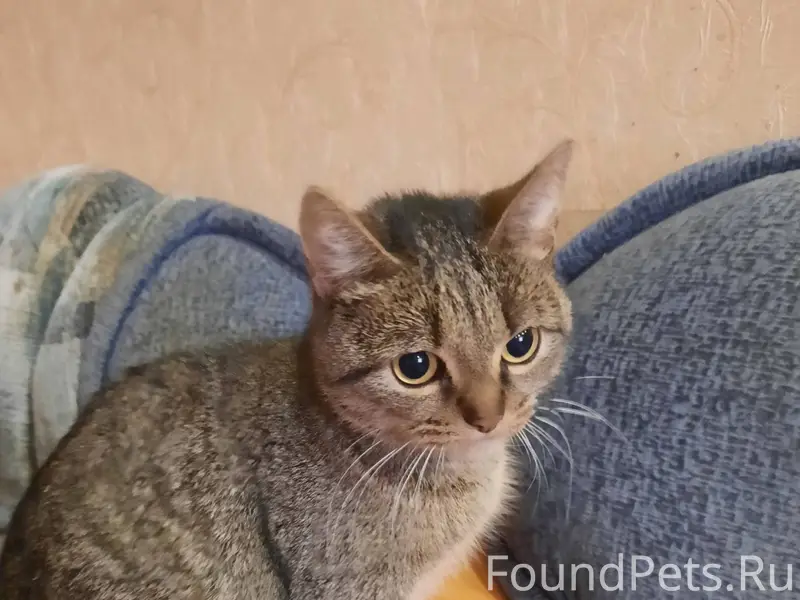 Найдена кошка в подъезде дома ...