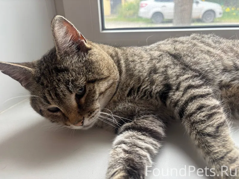 #Калуга ❗️❗️❗️Пропал кот, Барс...