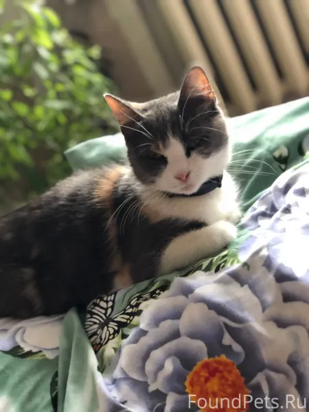 Пропала кошка, вышла погулять ...