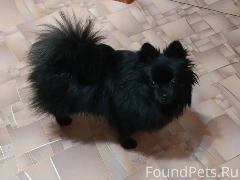 Хабаровск,потерялась собака по...