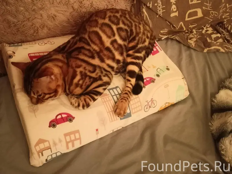 Пропал кот! В районе ул. 1905....