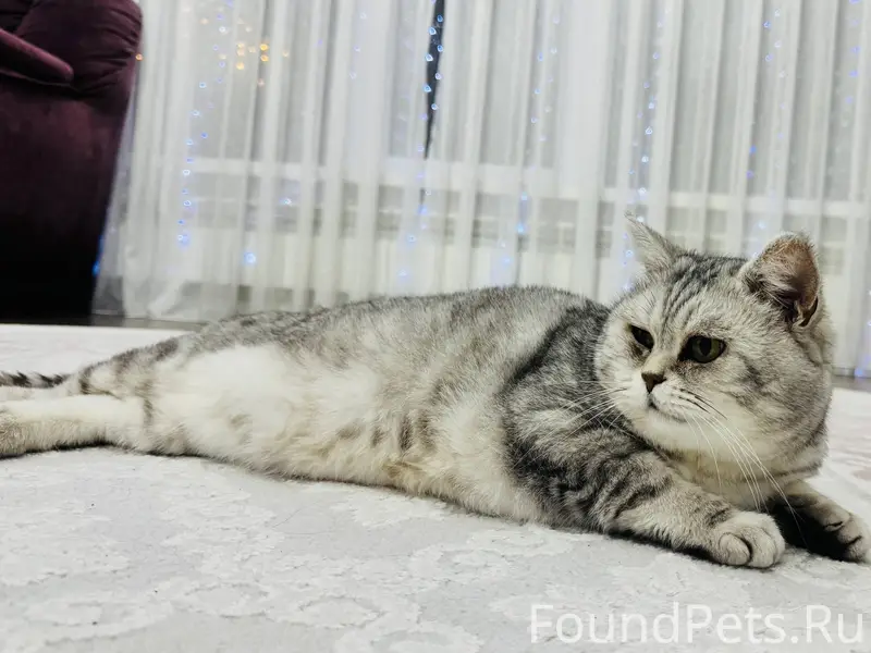 Пропал британский кот в 11 мик...