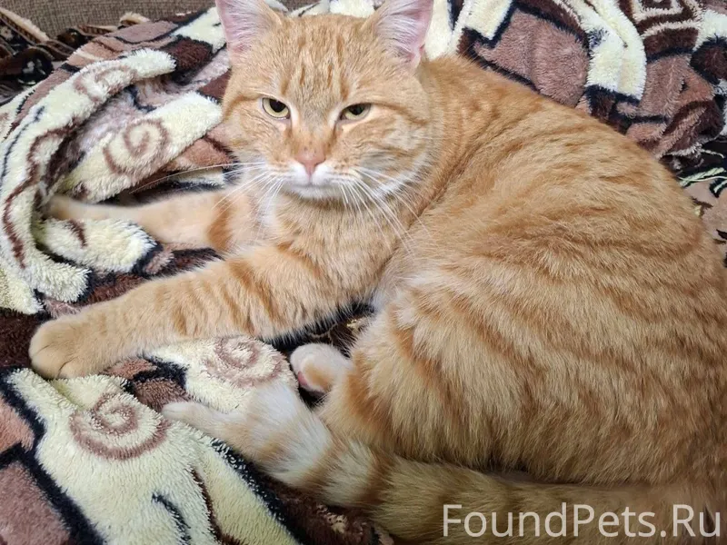 Найден рыжий кот недалеко от ц...