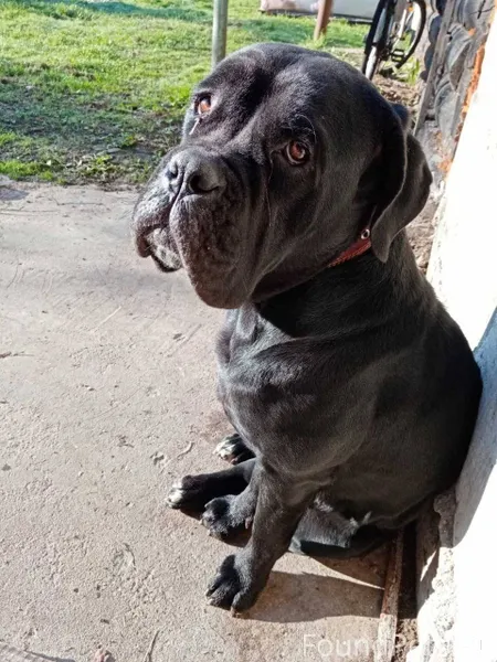 Пропала собака, район Громы, 3...