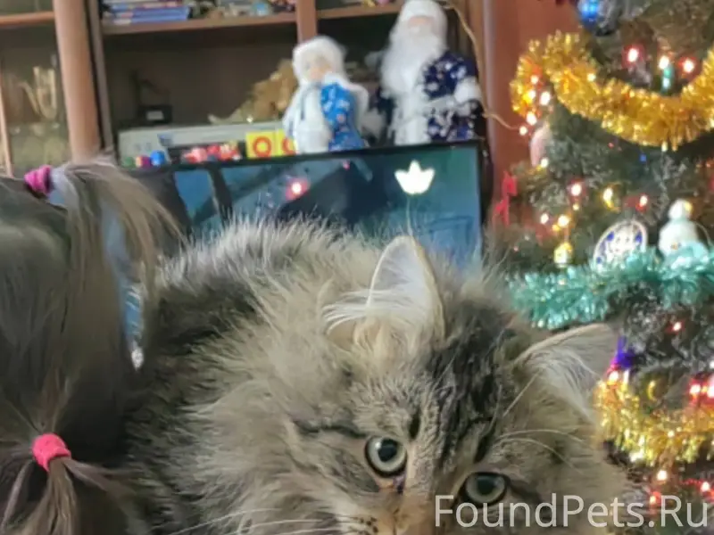 Пропал кот. На нем был ошейник...