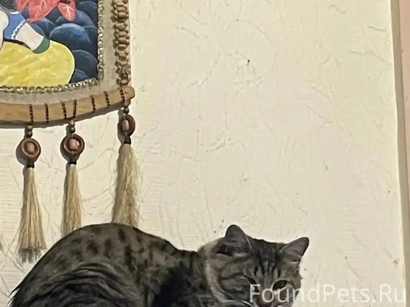 Пропал кот в старом городе, ра...