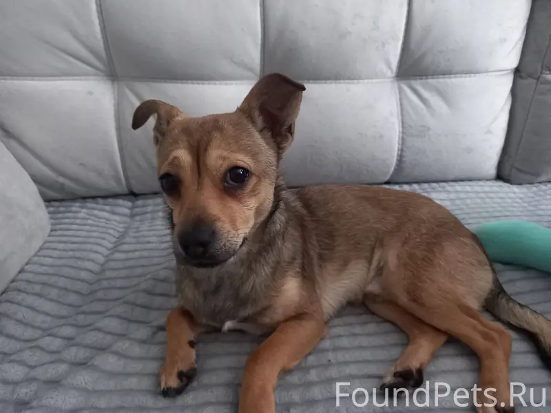 Найден пёсик скорее всего поте...