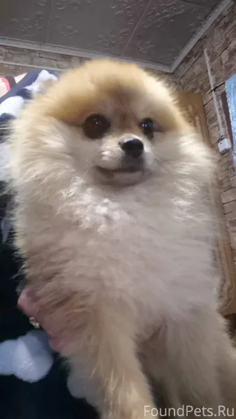 Пропала собака, по имени Арчи ...