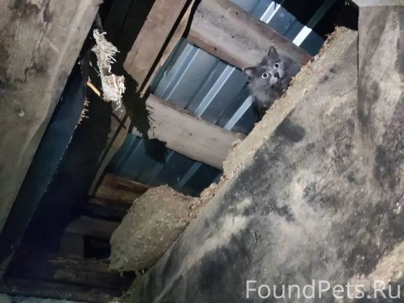 Найдена кошка в гараже на Птиц...