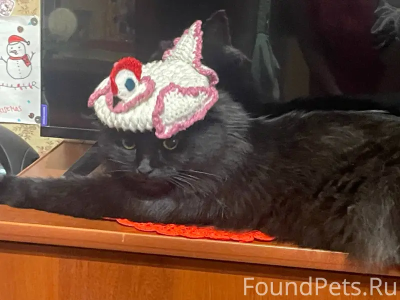 Пропал кот,черного цвета,пушис...