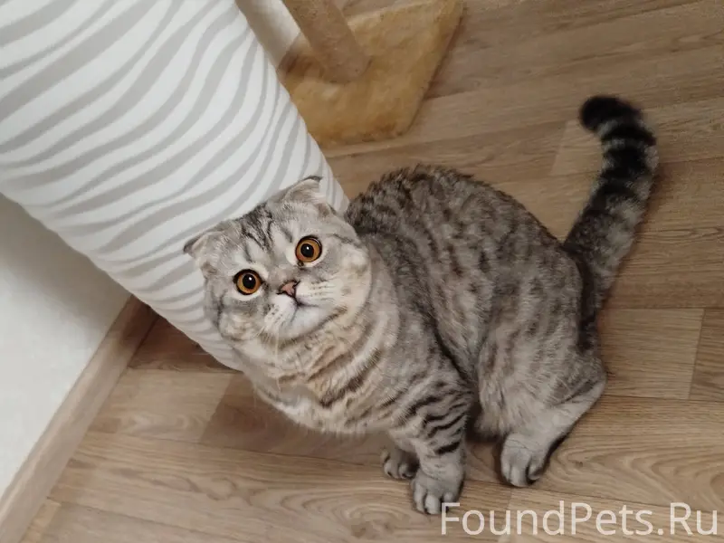 Пропал кот в пос. Солнечном, е...