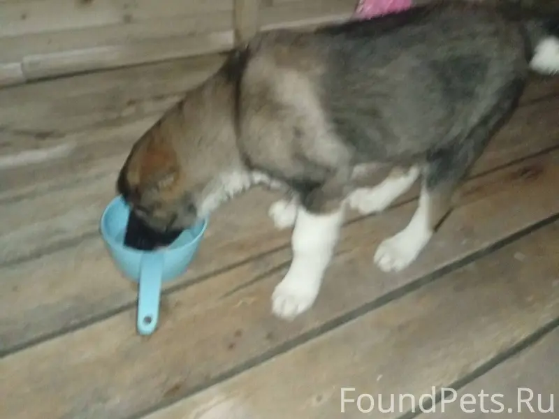 Найден щенок у рынка города Да...