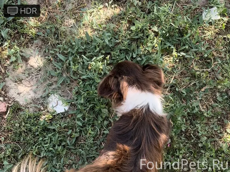 #Ищу #Найдись #Новошахтинск Пр...