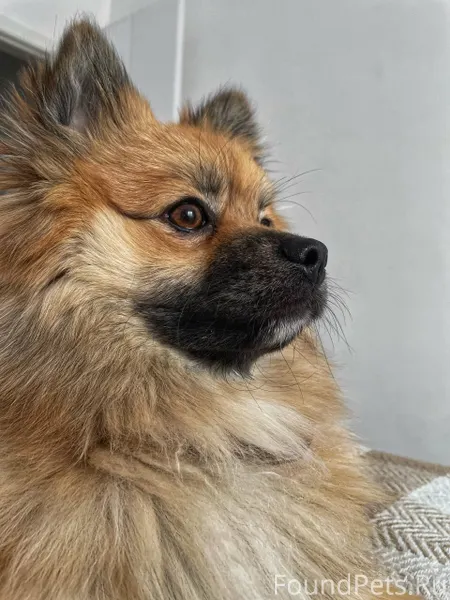 Потерялась собака в районе ул....