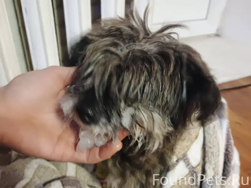 Найдена собака на пруду станко...