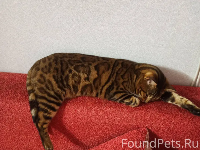 Пропала кошка в ночь 30 декабр...